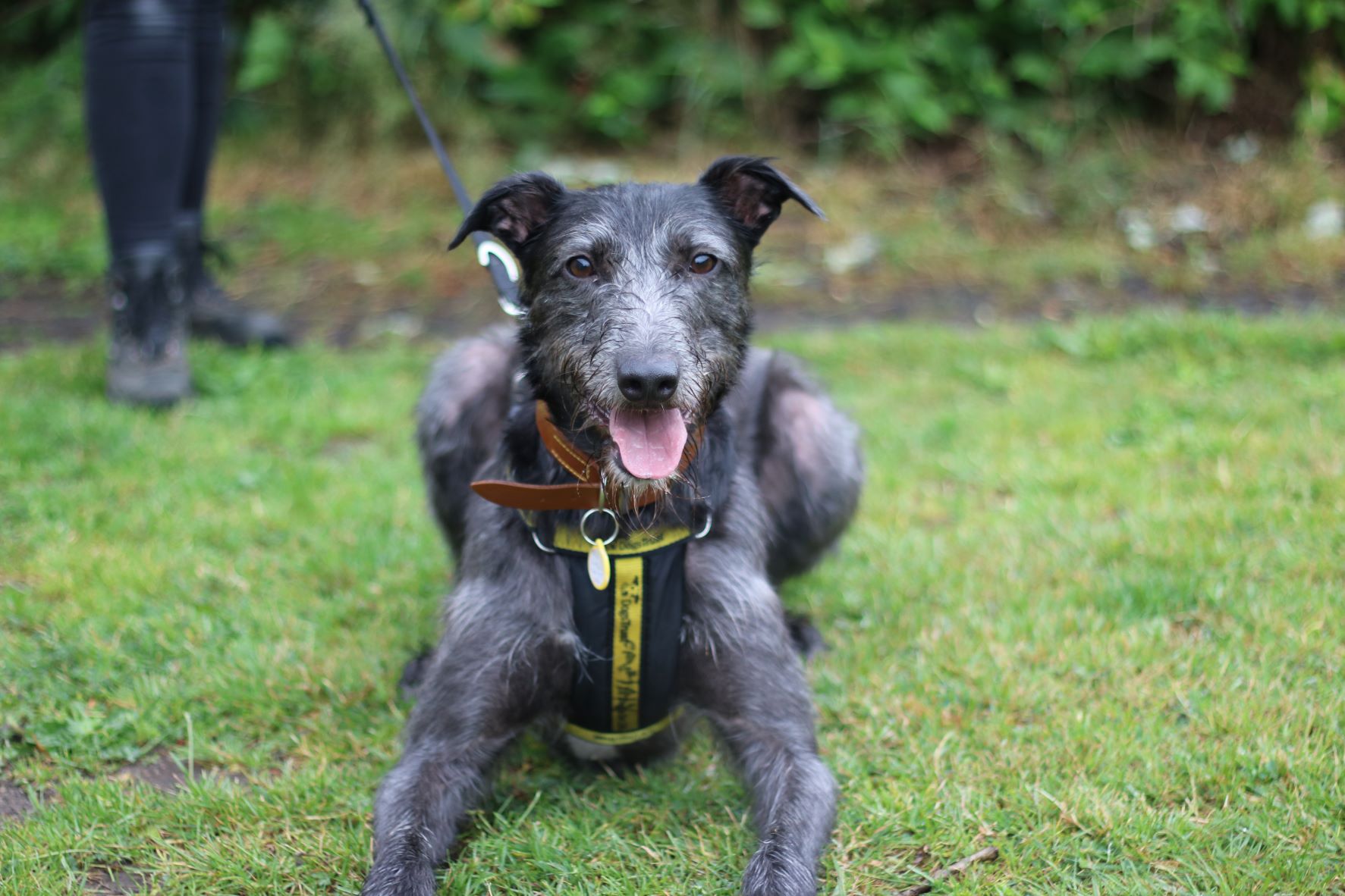 Alfred arrived back in kennels at Dogs Trust Glasgow in February 2023.