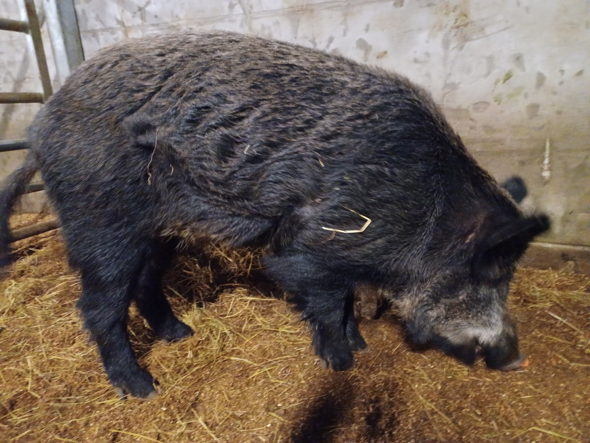 The owner of the boar is being urged to contact police