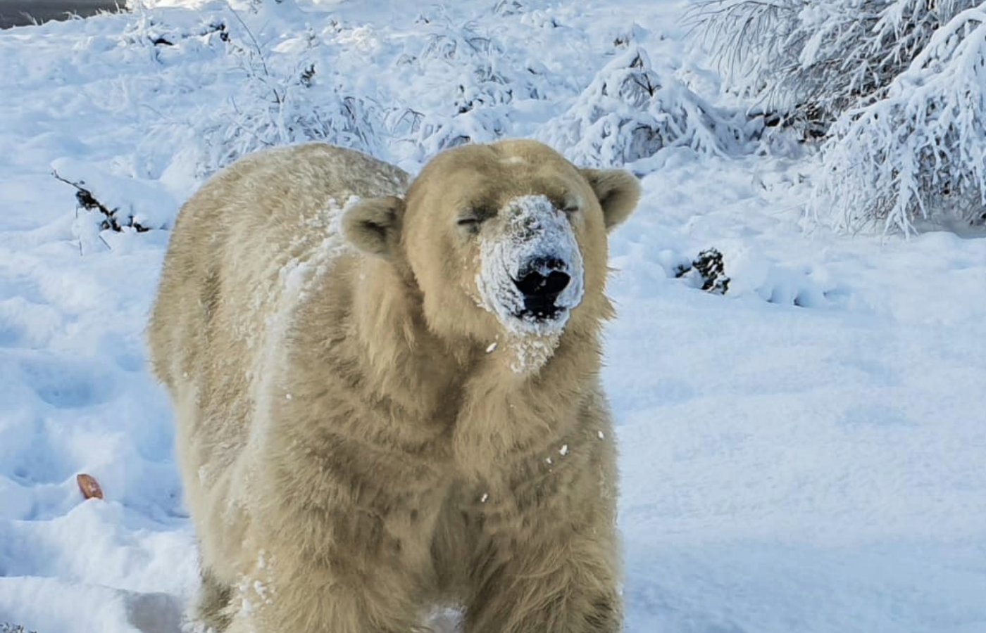 Victoria was born in 1996 at Rostock Zoo in Germany.