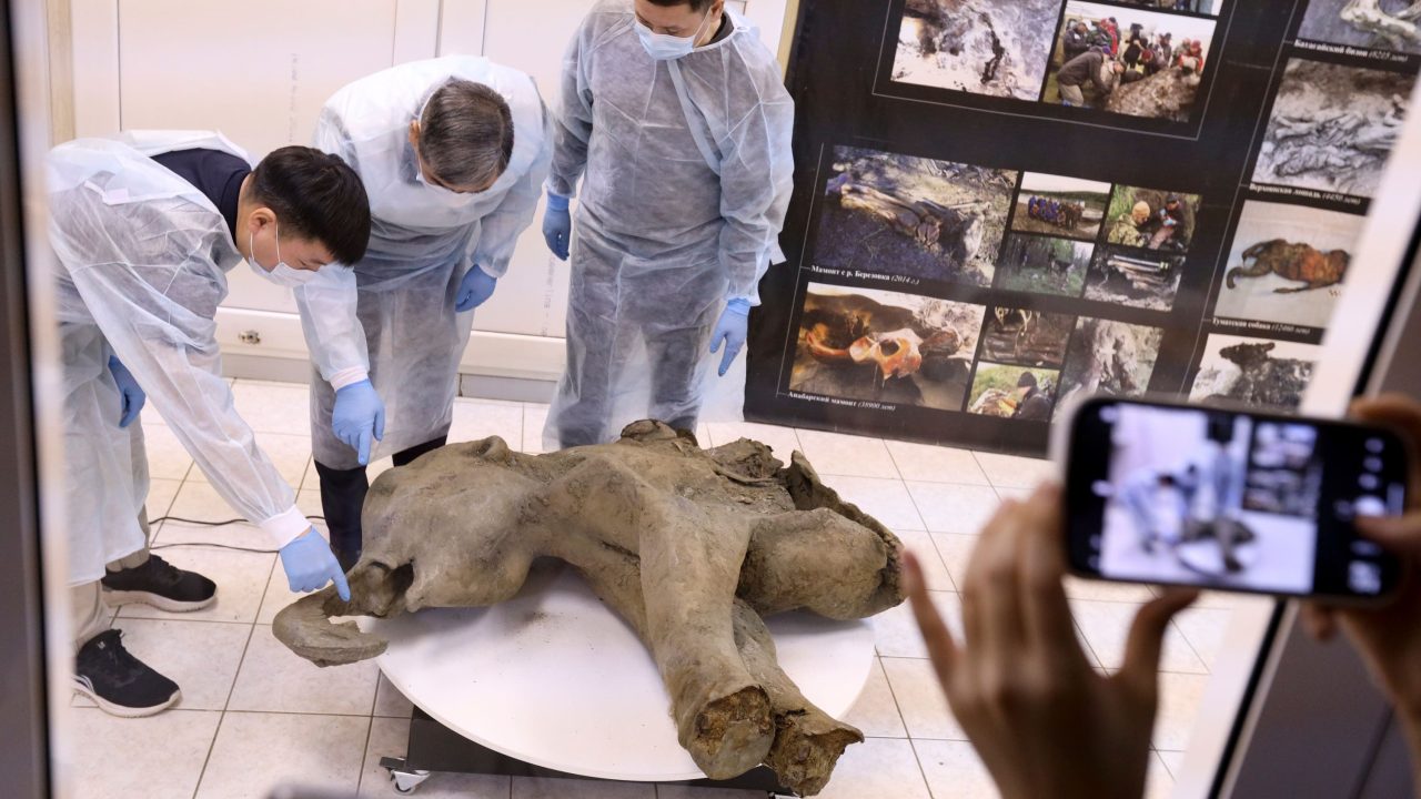 Baby mammoth preserved for 50,000 years is unveiled in Siberia