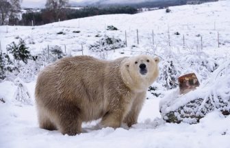 Scottish polar bear receiving geriatric care after struggling to keep up with cub at Highland Wildlife Park