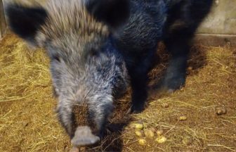 Police searching for owner of wild boar found ‘on the loose’ in Caithness