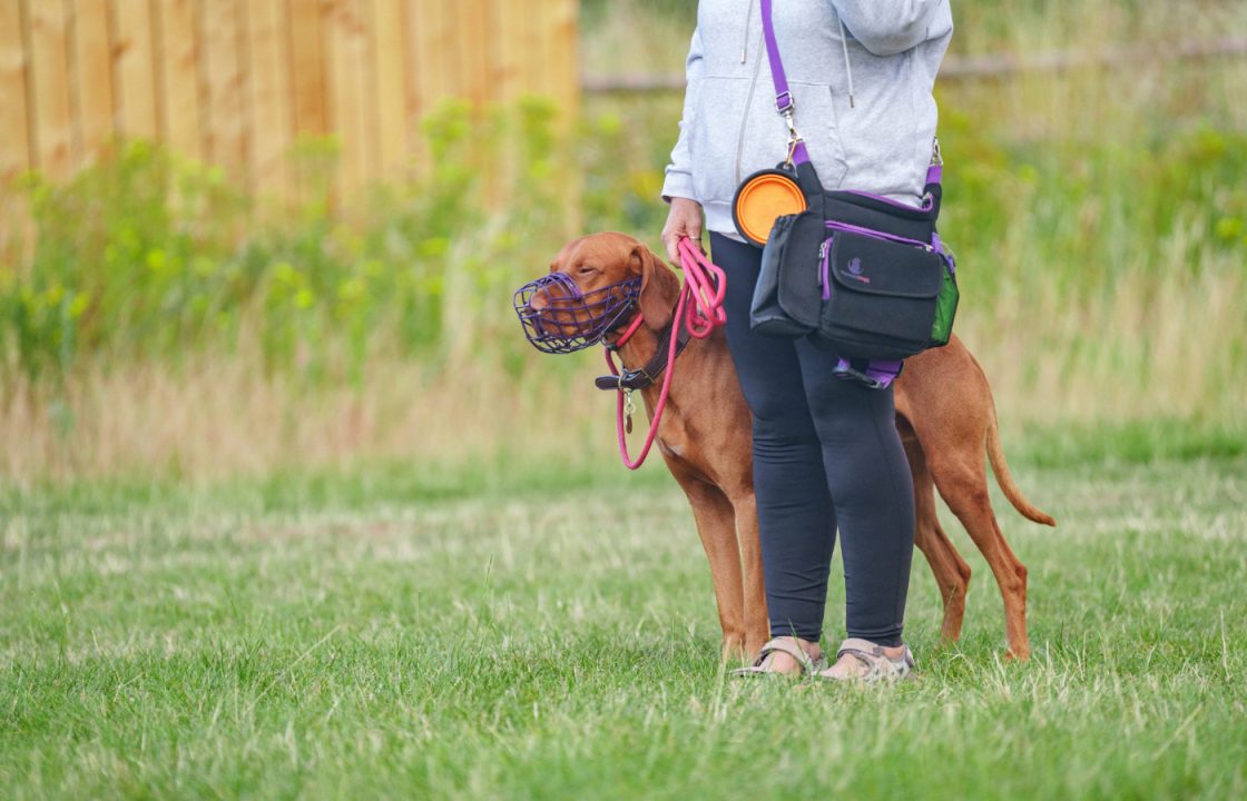 Dog attacks could be prevented with right training and understanding, says Scots trainer