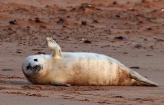 Public urged not to disturb new seal pups at Forvie National Nature Reserve in Ellon