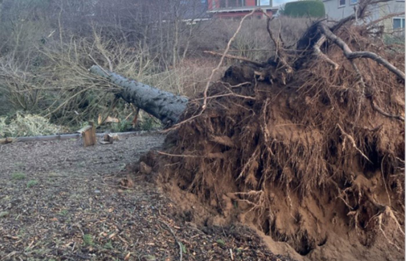 Fallen tree at Broughty Ferry, Dundee