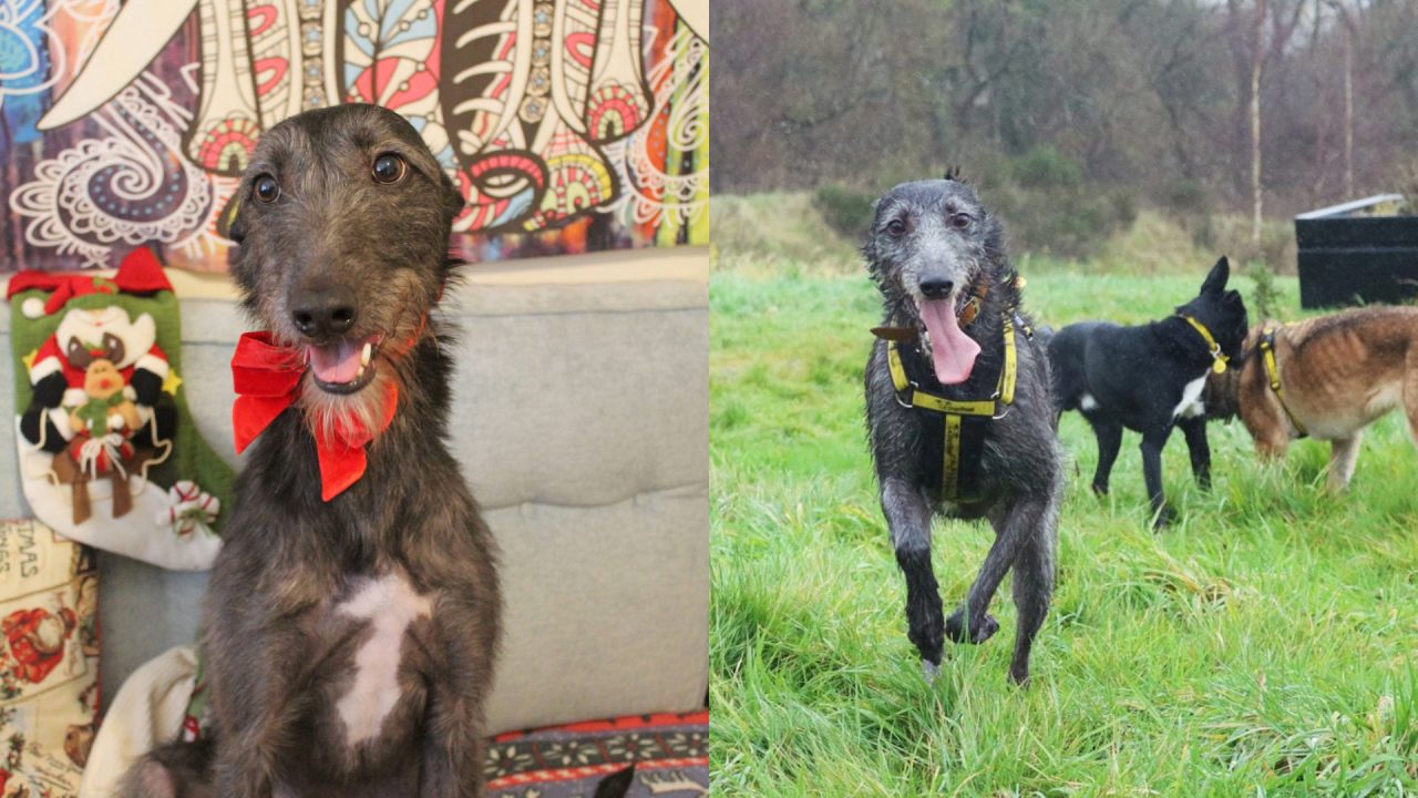 Dog who spent 500 days in Glasgow Dogs Trust shelter adopted in time for Christmas