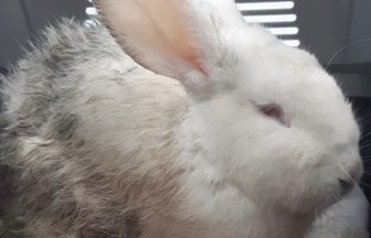 Two rabbits found abandoned in recycling bins behind retail park in Ayr