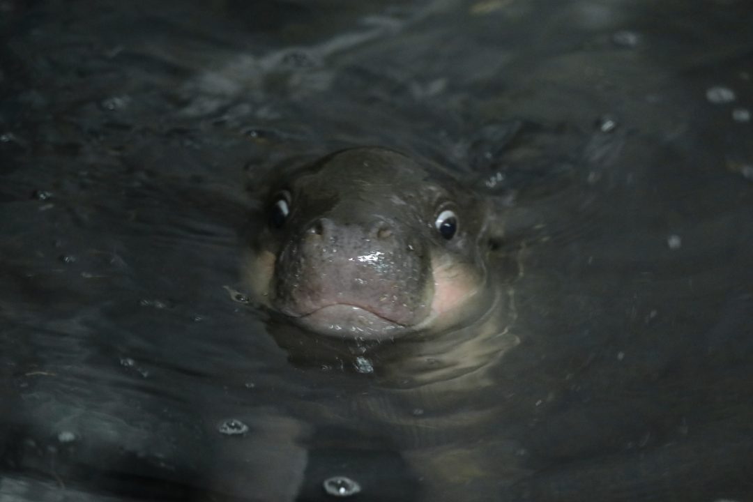 Haggis the baby pygmy hippo enjoys festive dip at Edinburgh Zoo alongside mum Gloria