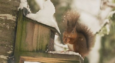 Over 2,500 sightings of red and grey squirrels reported during Great Scottish Squirrel Survey