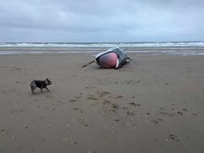 Dog walker discovers ‘massive’ dead whale washed up on Irvine beach  