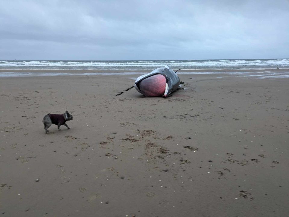 Dog walker discovers ‘massive’ dead whale washed up on Irvine beach  