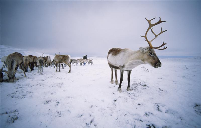 Will Scotland have a white Christmas this year?