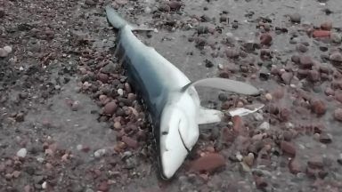 Woman attempts to save shark which washed up on beach