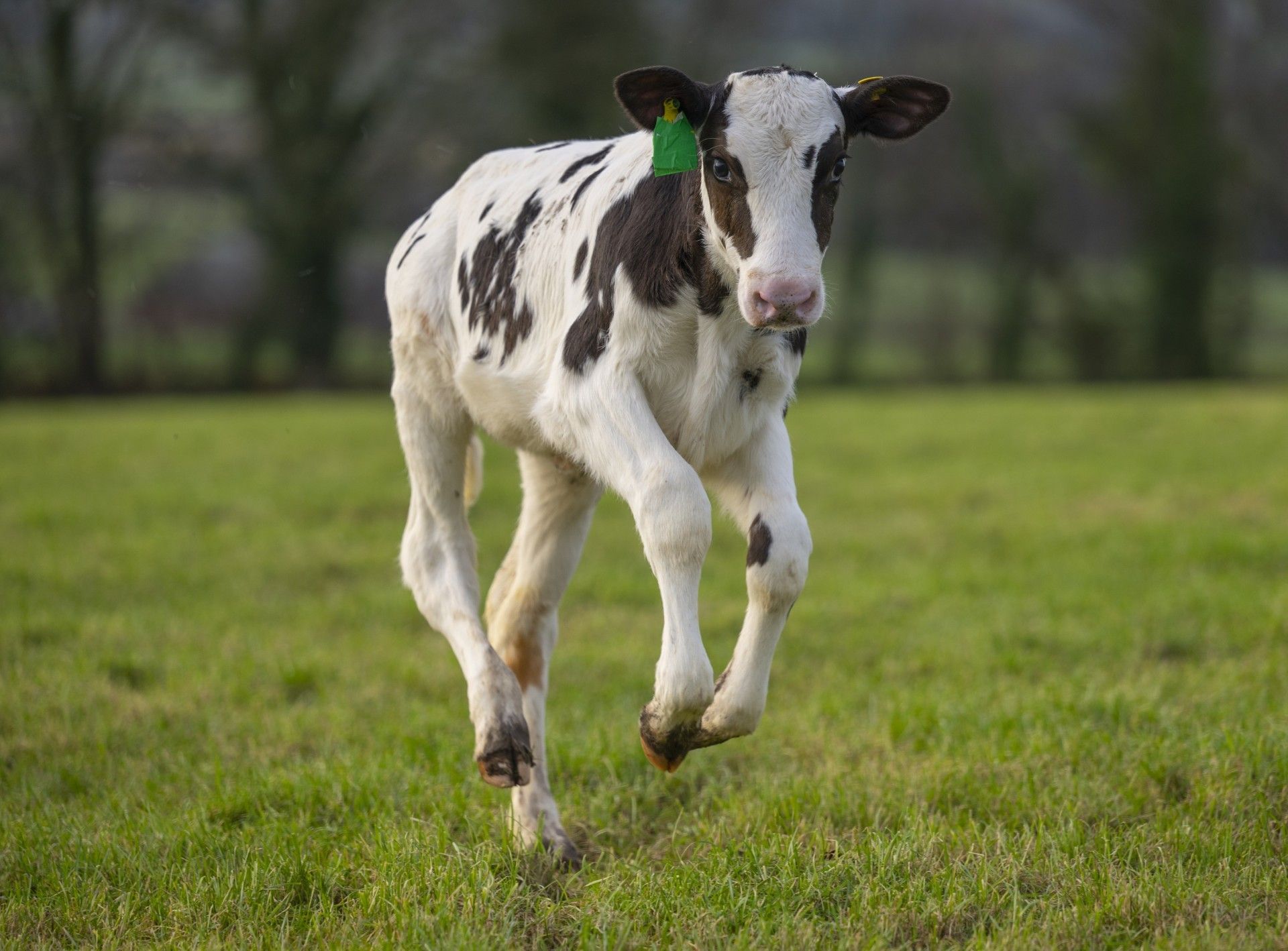 Hilda was born via IVF (Phil Wilkinson/SRUC/PA). 