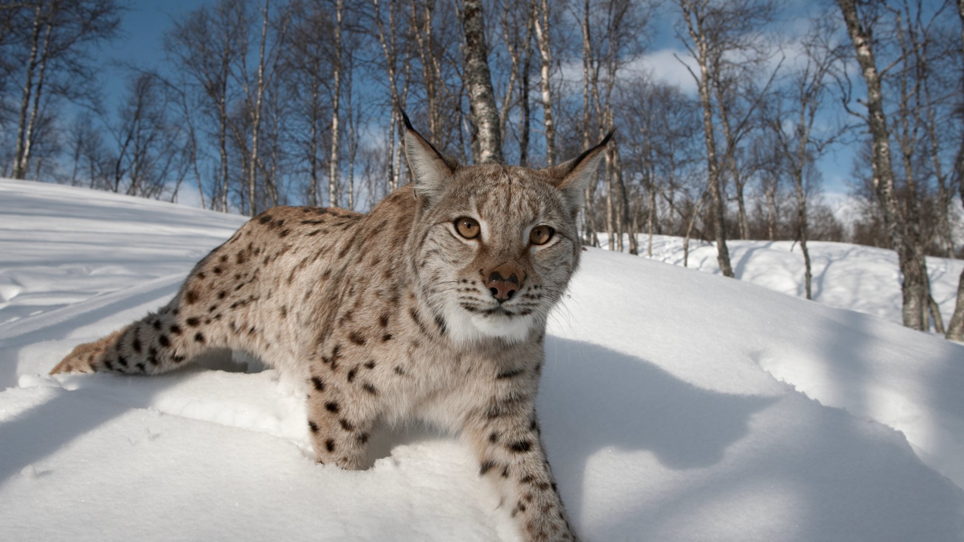 Lynx could return to Scotland – but not through illegal releases, say campaigners