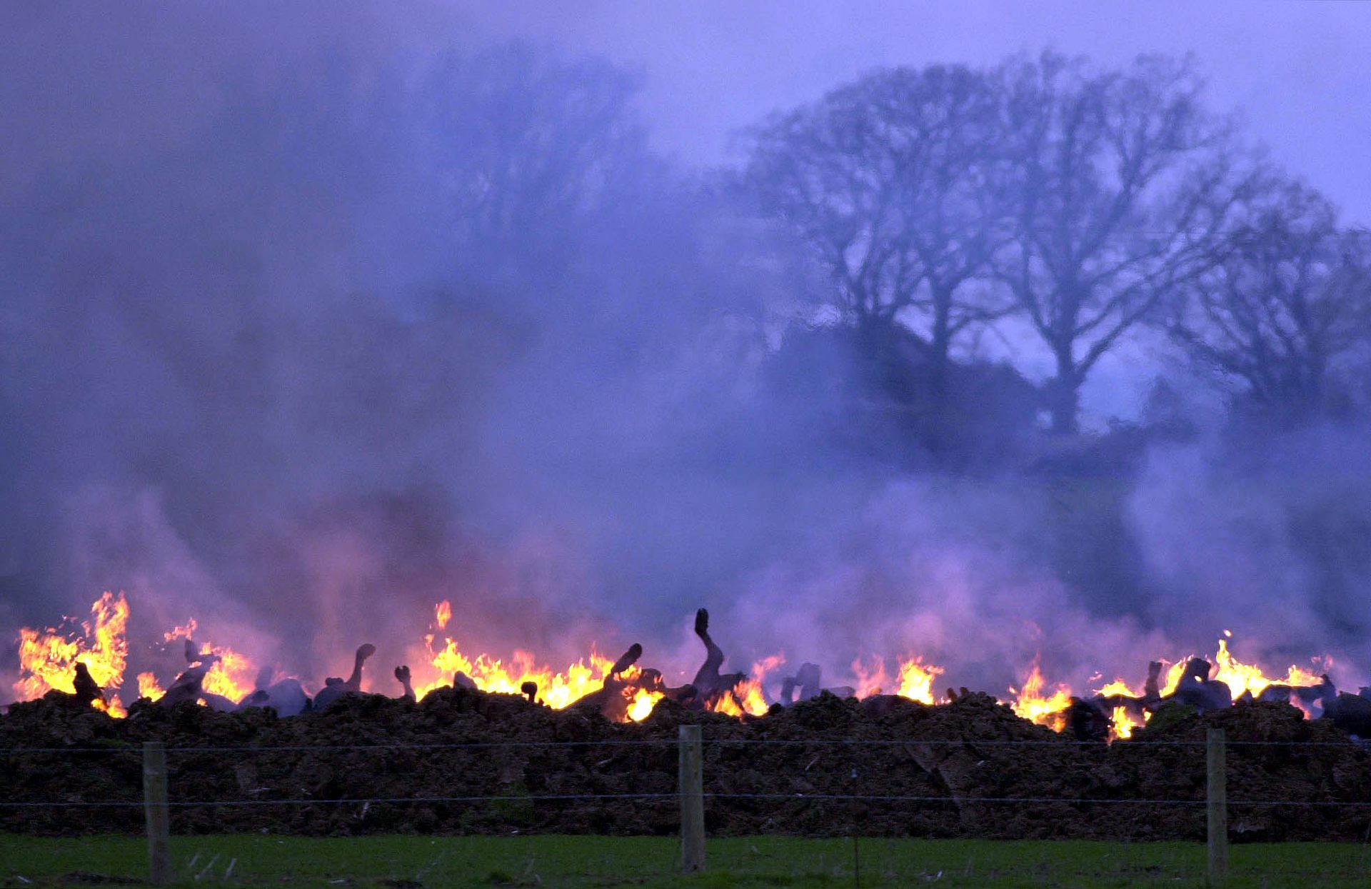 Foot and mouth disease has not been seen in Scotland since 2001 when animals were slaughtered with their carcasses burnt (Barry Batchelor/PA) 