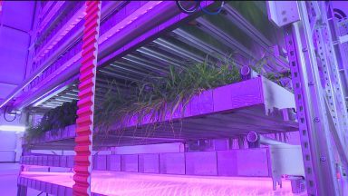 Edinburgh’s first vertical farm opens using AI to grow crops