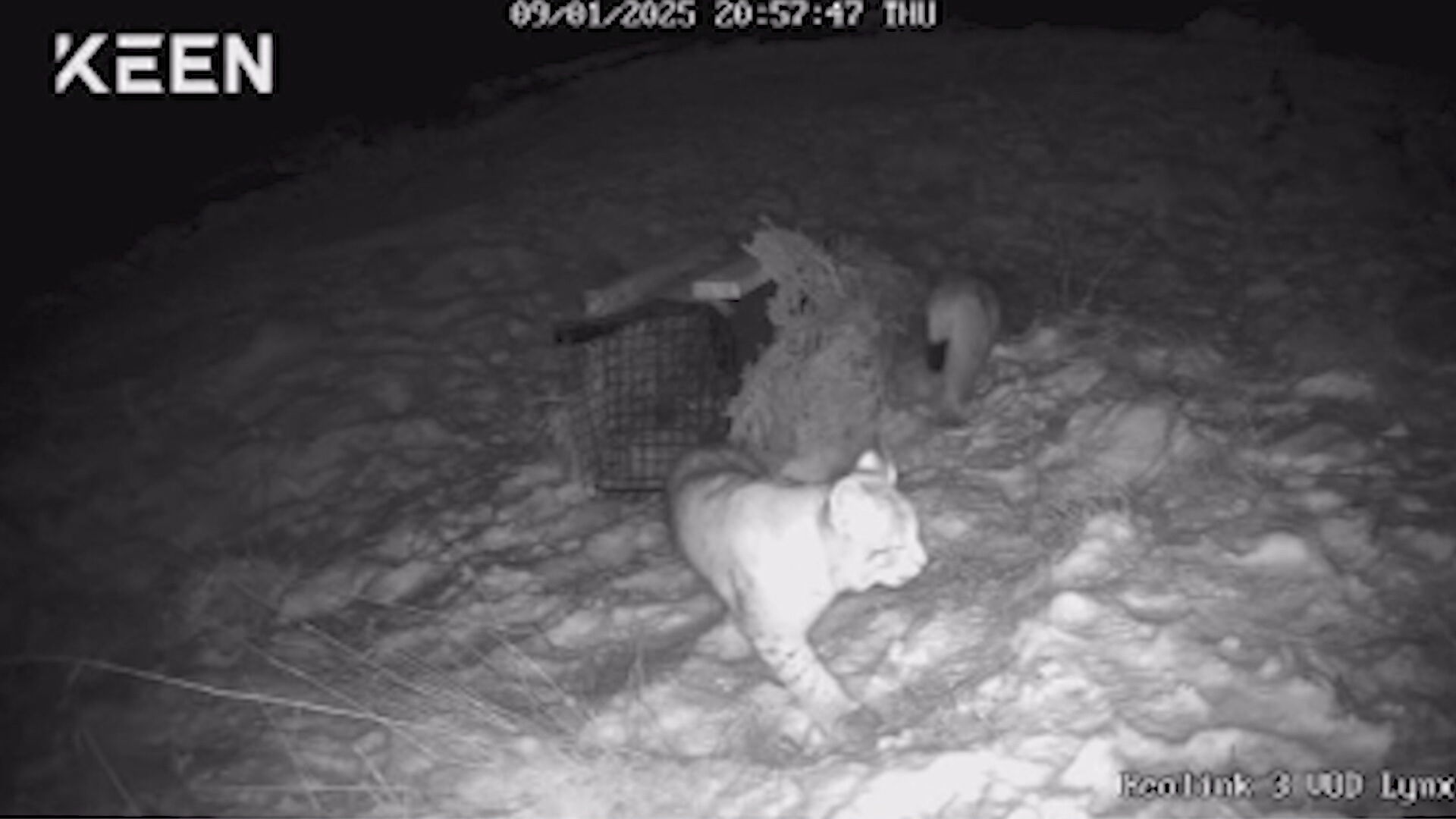 Lynx seen on wildlife camera