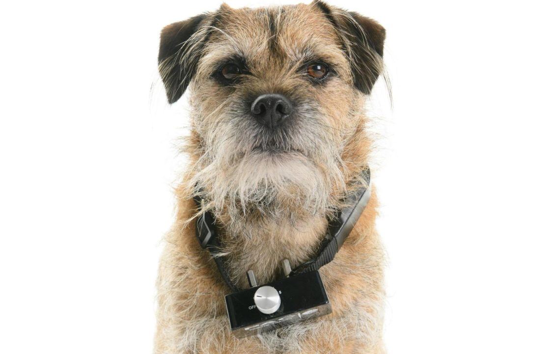 Greens submit plans to outlaw ‘cruel’ electric shock dog collars