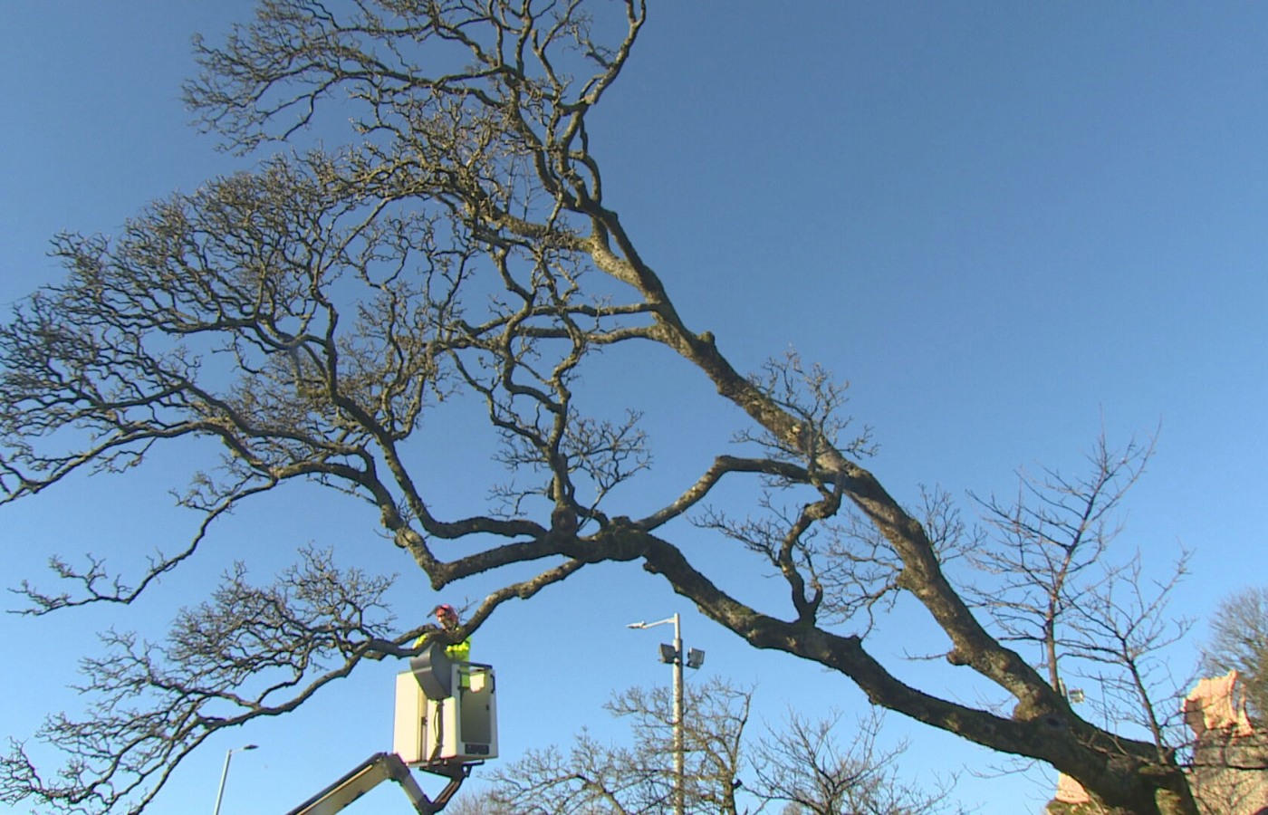 The tree, which is protected by a fence and fitted with a plaque, is believed to date back around 450 years.