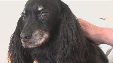 Elderly dog recovering after getting stuck in sewer