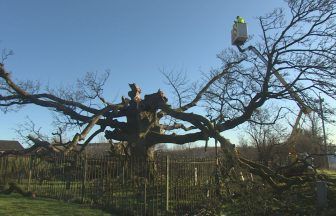 Can ancient sycamore tree grow back after Storm Eowyn damage?