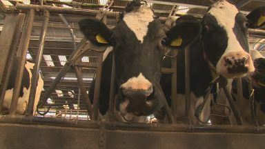 More must be done to safeguard dairy herds, says farmers union