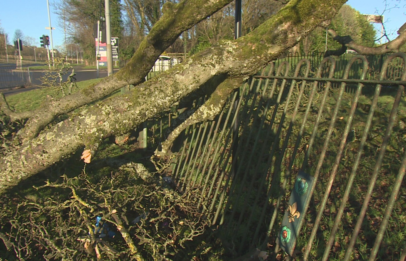 Experts are 'hopeful' the destroyed sycamore tree will grow back.