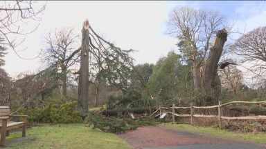 Botanical Gardens launch recovery fund after storm damage