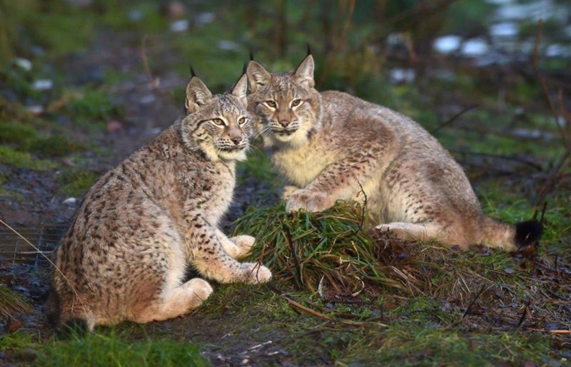 ‘Do not approach’: Warning as lynx spotted roaming area in the Highlands