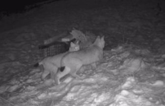 Two more lynx captured after being ‘deliberately abandoned’ in the Highlands