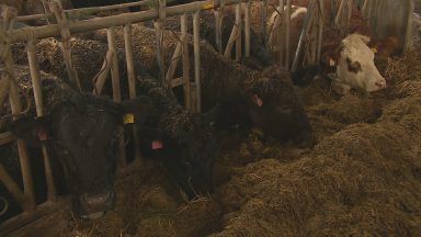 Farmers warn of red meat shortage due to drop in cattle numbers