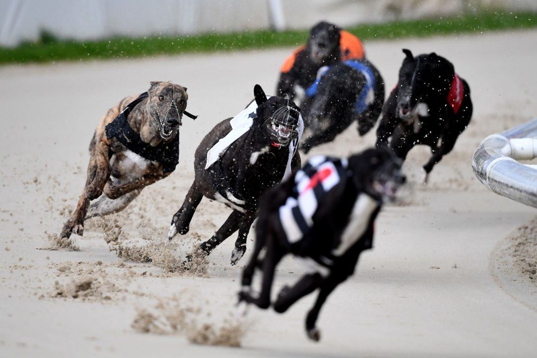 Ban greyhound racing in 2025, say Greens