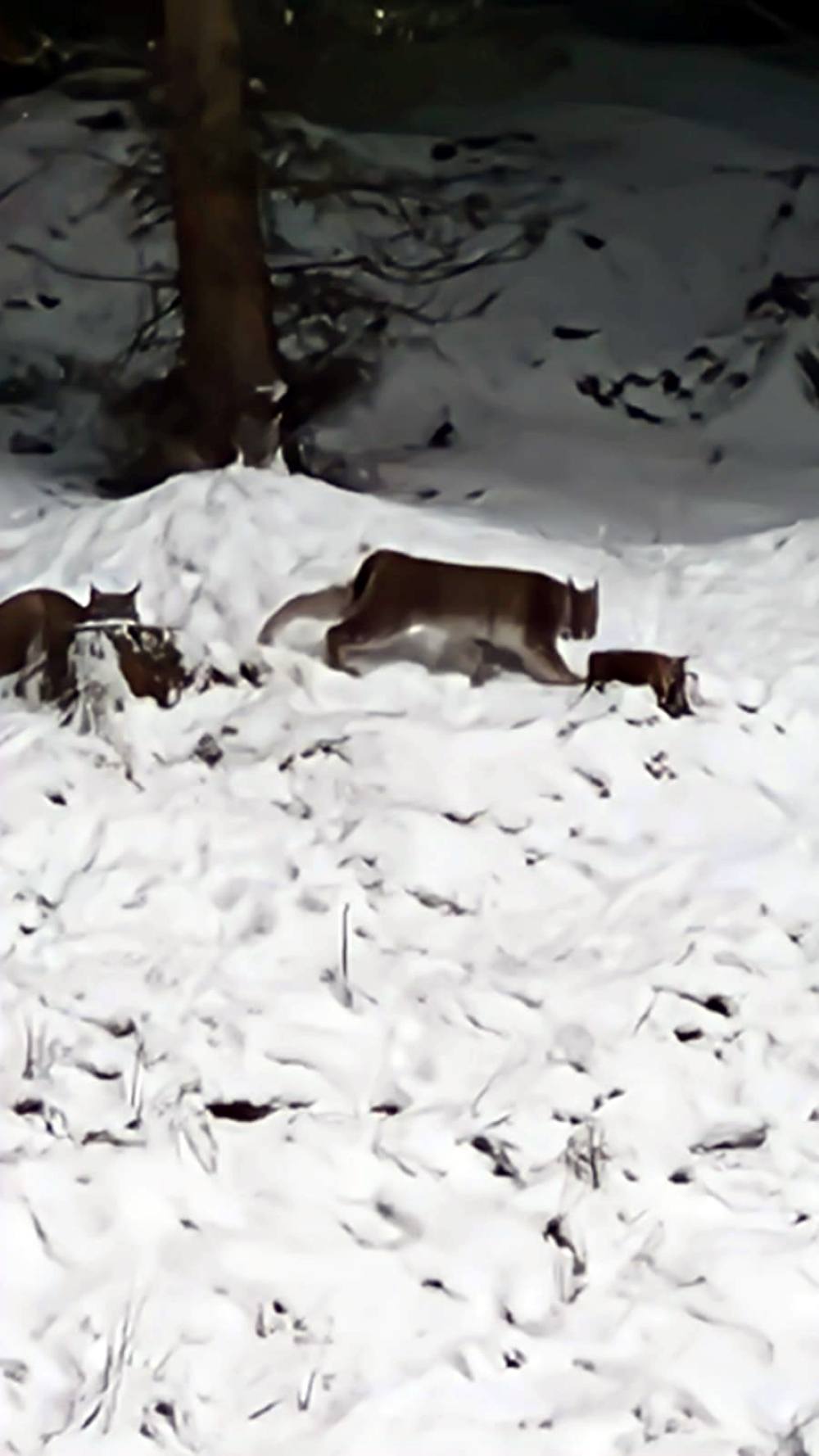 The Lynx which were successfully captured in the Cairngorms National Park overnight into Thursday