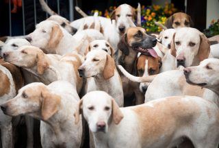 Greens urge parties to back ban on shock collars for dogs