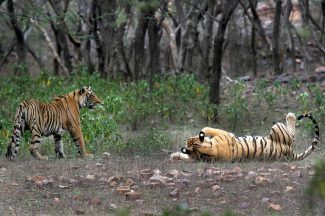 Study finds India doubled its tiger population in a decade