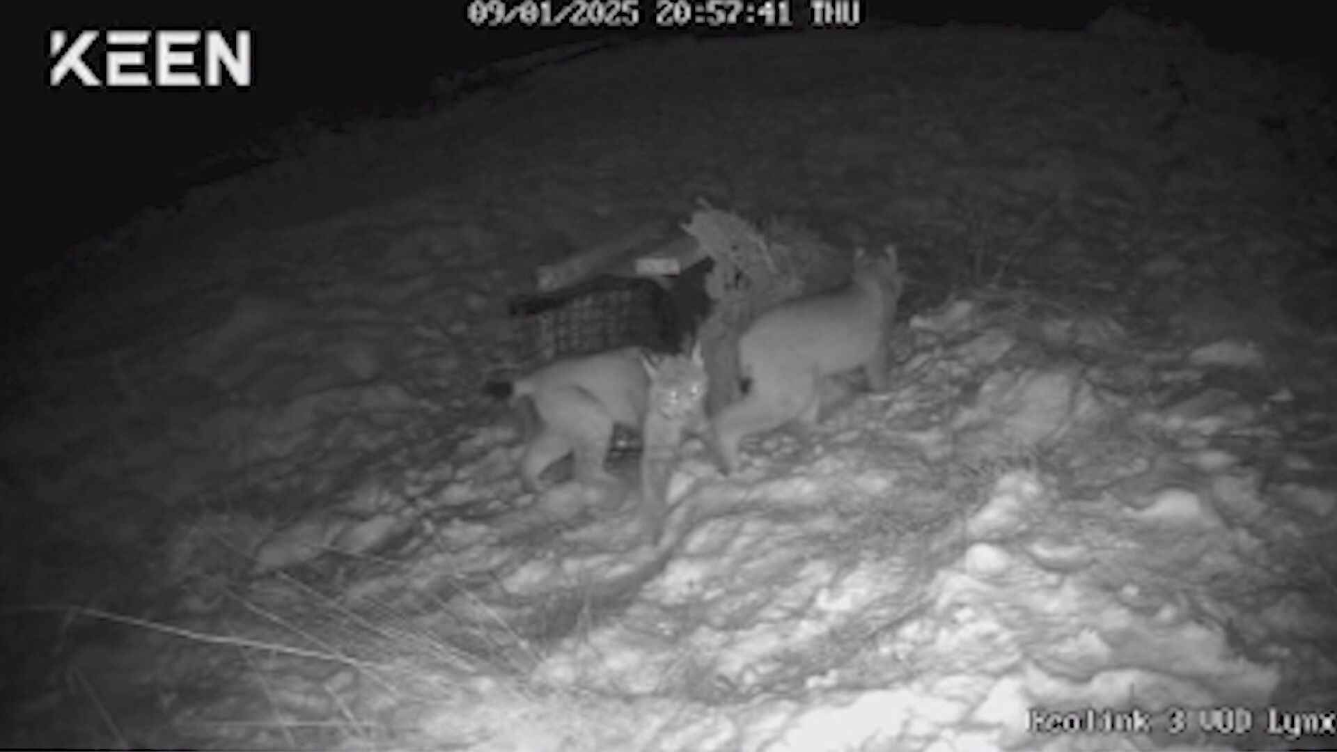 Lynx seen on wildlife camera