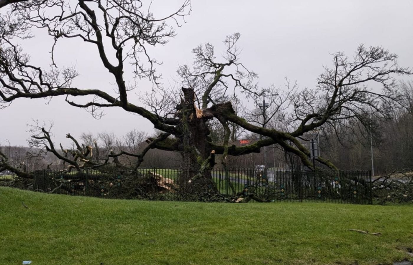 The Darnley Sycamore has been damaged