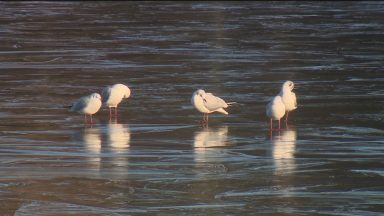 Public urged not to feed birds amid avian flu outbreak