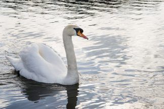 ‘Do not feed swans’ warning after animals killed by bird flu in Fife