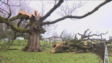 Hope as tree linked to Mary, Queen of Scots survives storm