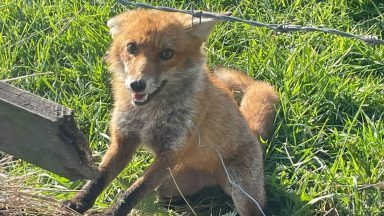 Gamekeeper fined after pleading guilty to illegally snaring fox in Scottish Borders