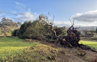 More than 300 trees lost across National Trust parks after Storm Eowyn