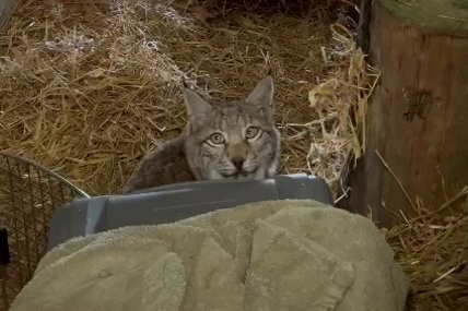 Captured lynx had been tamed and are used to humans, says expert