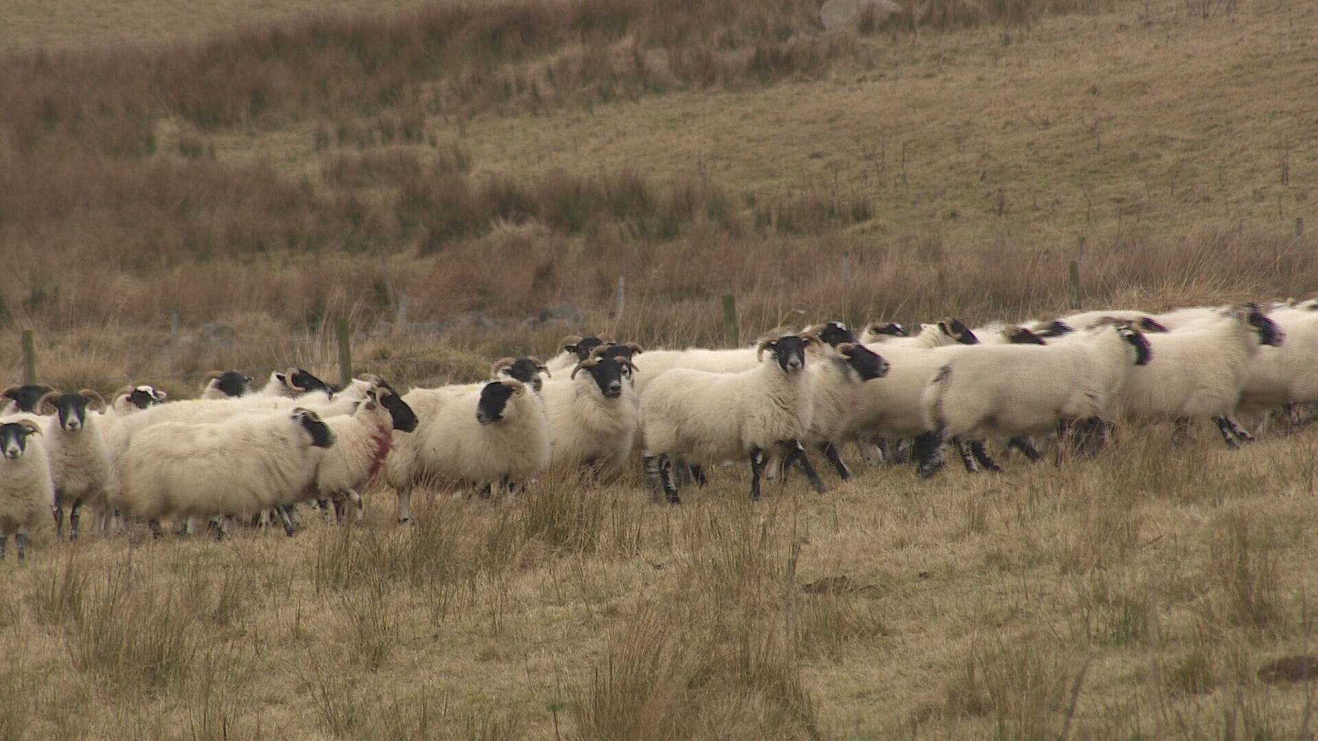 Farmers hit out after pregnant ewes dies following dog attack