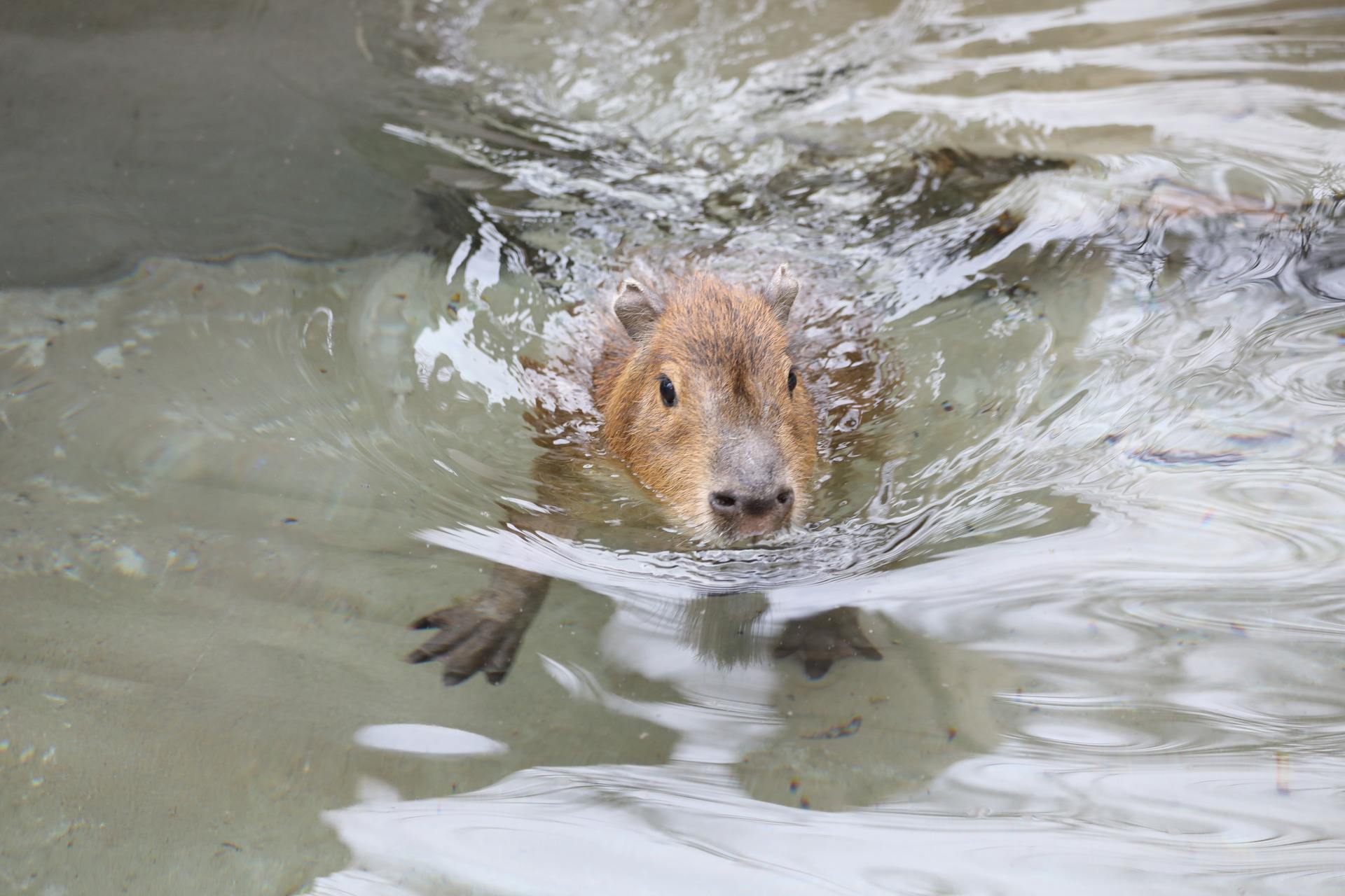 Edinburgh Zoo announced their arrival on Monday.