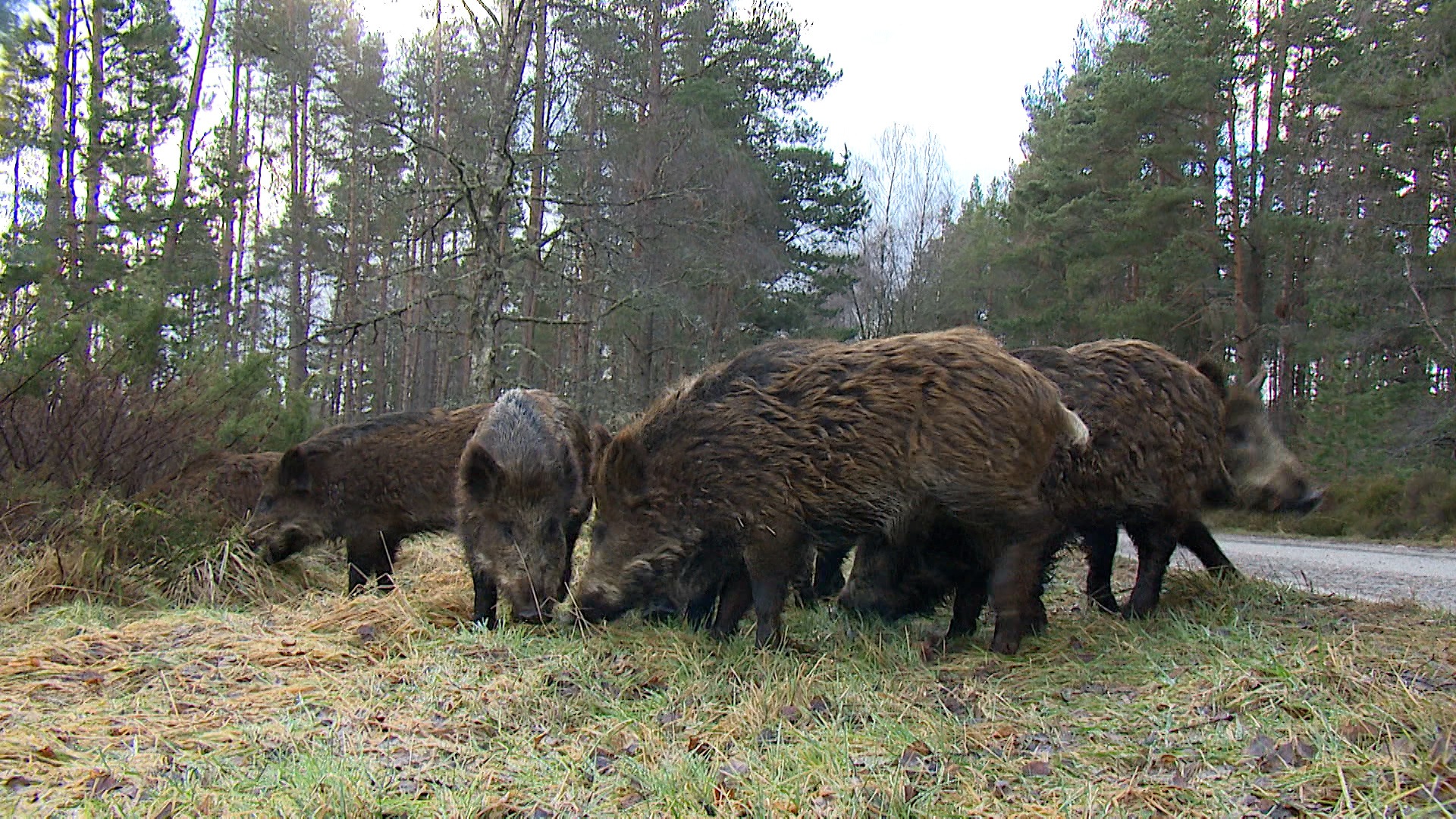 Wild boars seen in the Highlands