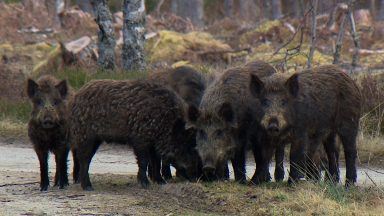 Wild boar ‘illegally released’ in the Highlands to be trapped by experts