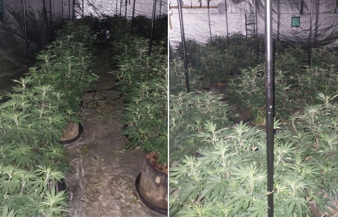 Cannabis cultivation with 200 plants worth £120,000 found in Greenock raid 