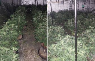 Cannabis cultivation with 200 plants worth £120,000 found in Greenock raid 